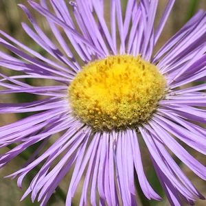 Meet your Posher, Naomi